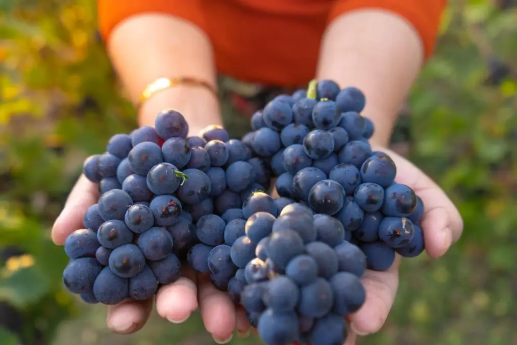 Close-up of hands gently holding two large bunches of freshly harvested dark purple wine grapes.