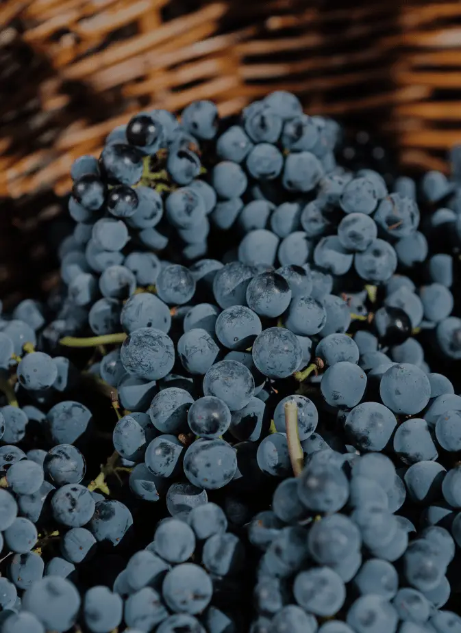 Close-up of freshly harvested dark purple wine grapes filling a wicker basket.