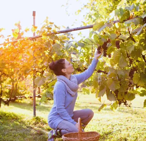 A woman carefully harvesting ripe grapes into a wicker basket in a sunlit vineyard during harvest season.